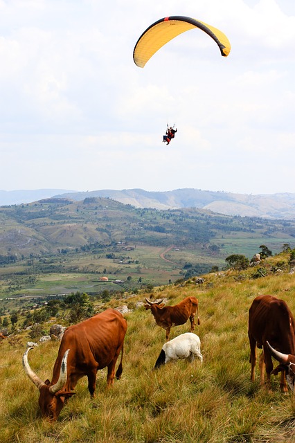 Burundi cows